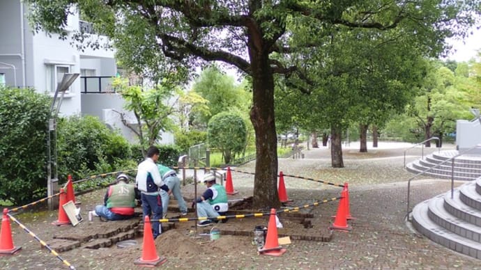 クスノキの管理