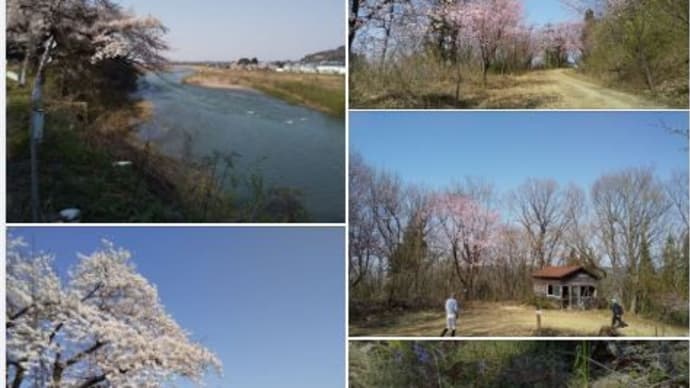 大山桜の1000本桜並木 新潟 三条市月岡