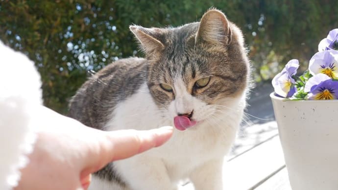 鼻ちょん出来たサクラ君 ビオラ