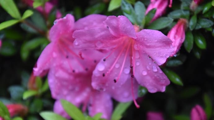 児童公園　雨降りのなかのジャマンアイリスの花たち　　　27