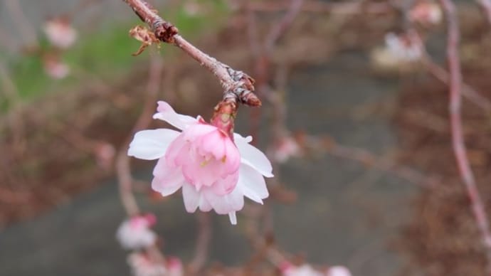 十月桜がまだ咲いていた