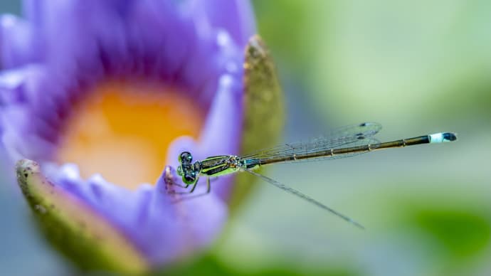 12-40mm F2.8 PRO