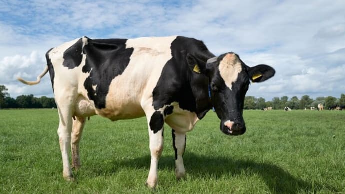市販の牛乳に鳥インフルの残骸…米政府、州間を移動する乳牛に鳥インフル検査義務付け