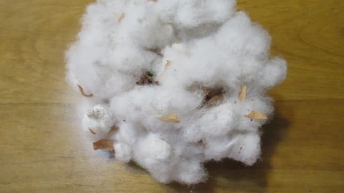 綿の種の縁