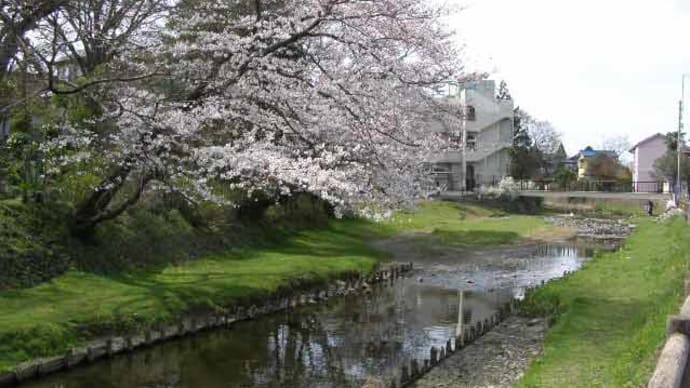 石原橋上流の桜