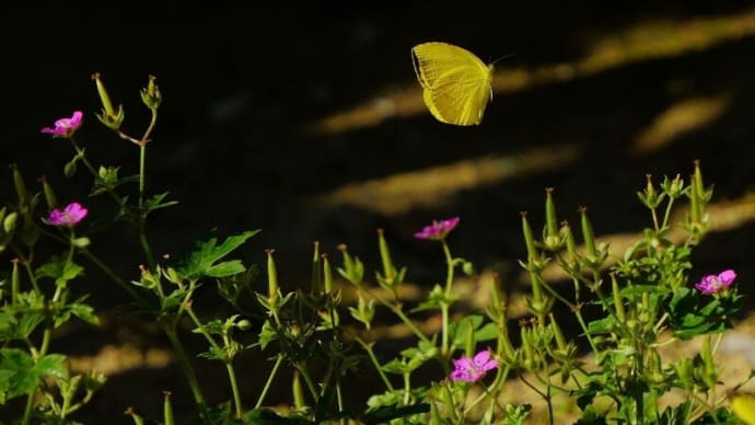 ●庭の花に蝶 キチョウ ベニバナ・ゲンノショウコ セセリ蝶 ヒョウモンチョウ アシナガバチ? ベロニカ・ロイヤルキャンドル センニチコウ