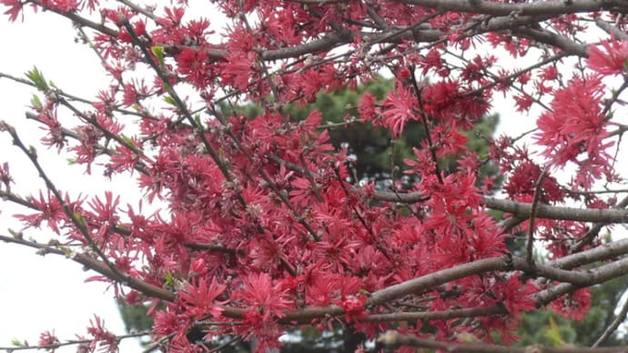 国営ひたち海浜公園④ネモフィラ＆赤い木の花　2024年4月20日（土）