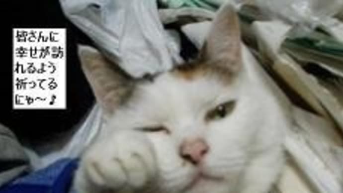 先代三毛猫チビの想い出・・&キエフ血戦,避難民続々脱出!?&都内連日1万以下も高止まり。夏4回目!?&石原さとみ,そろそろ出産!?&ストーンオーシャン,ウェザーリポート登場&エスパルス