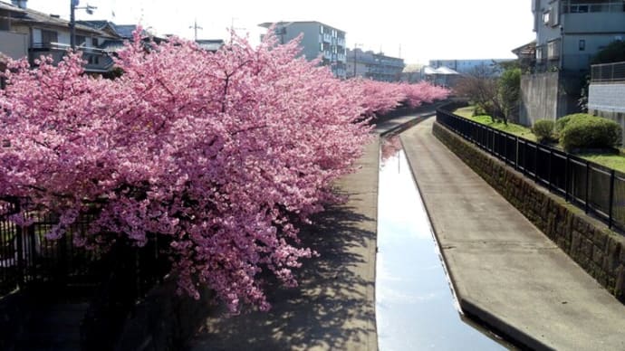 淀の河津桜で全身ピンクに染まりそう!