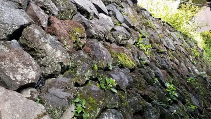 溶岩石垣の穴と隙間に生える雑草対策（実施その１）