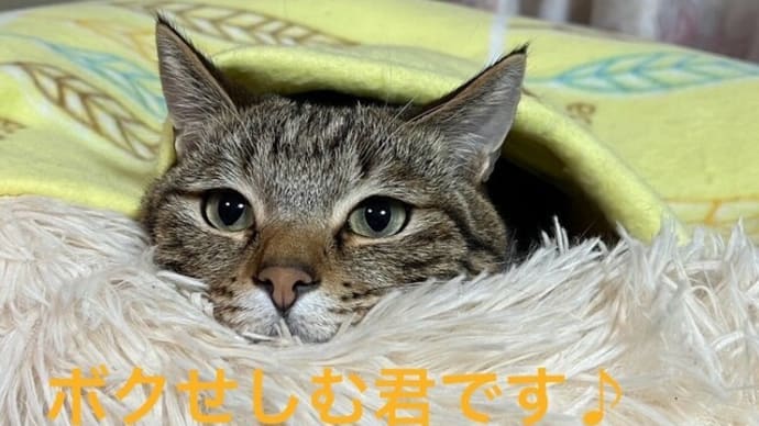 猫曜日が続く
