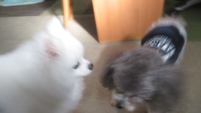 2024/01/08 犬の幼稚園BuddyDog
