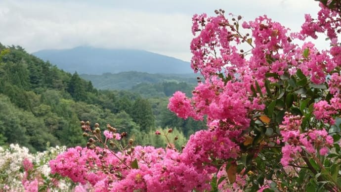 9月3日(火)東和・サルスベリ園へ