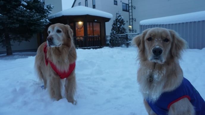 犬と森林浴 二代目コロ助君にあったよ~ヽ(^o^)丿