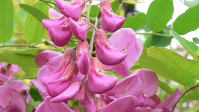 春の花:ニセアカシア