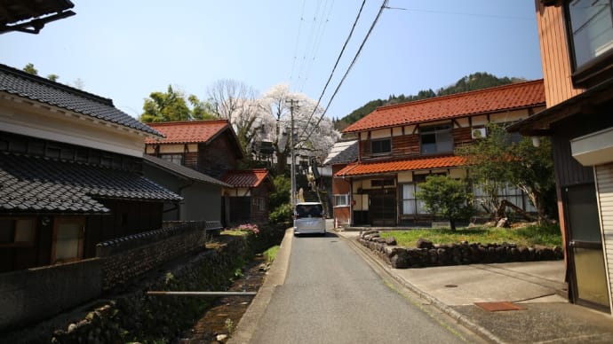 泰雲寺しだれ桜