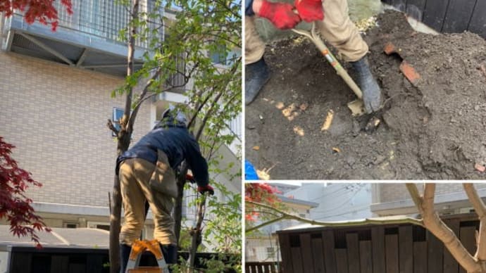個人邸お庭の柿の木伐採伐根