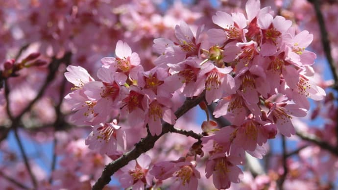 「一関遊水地緑地公園」の桜・オカメ　2020年4月3日（金）