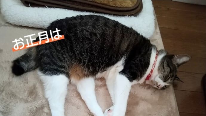 あけましておめでとうございますニャ😻