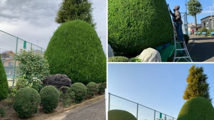 大きく立派に育ったコニファーの剪定作業