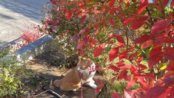 予防接種と紅葉