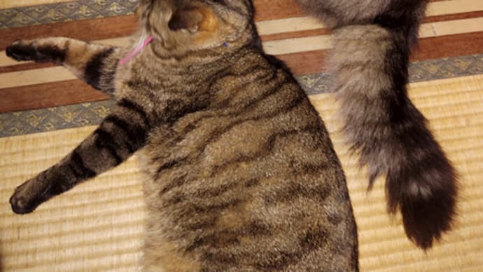 地味な座敷のキジ猫共。
