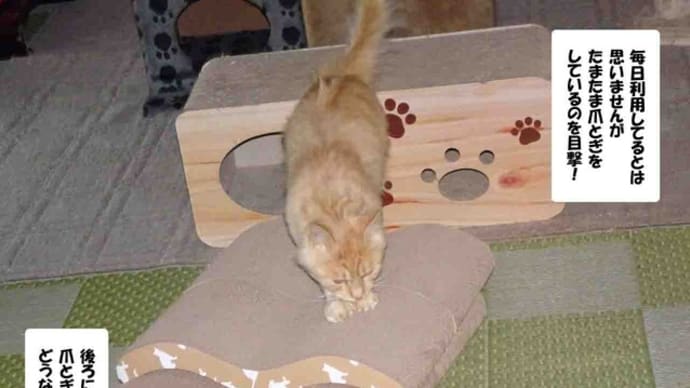 好みが分からないネコたち