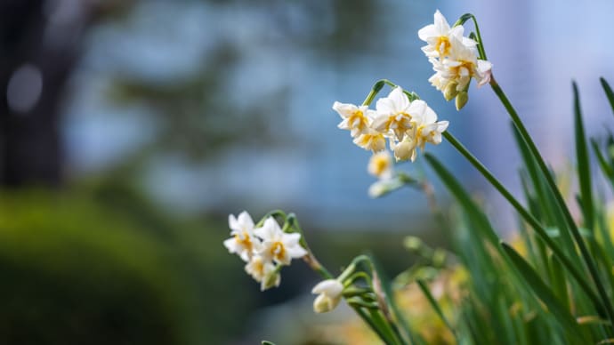 八重咲きの日本水仙
