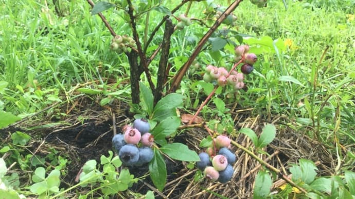 移植は正解?