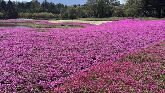 富士山と芝桜