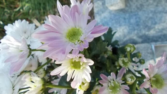 菊の兄弟…。