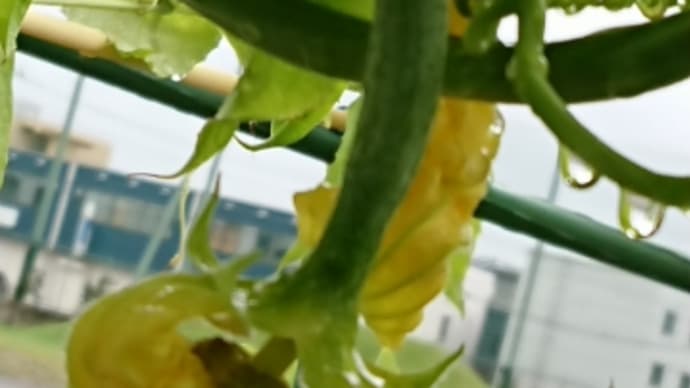 雨だけど花火!札幌