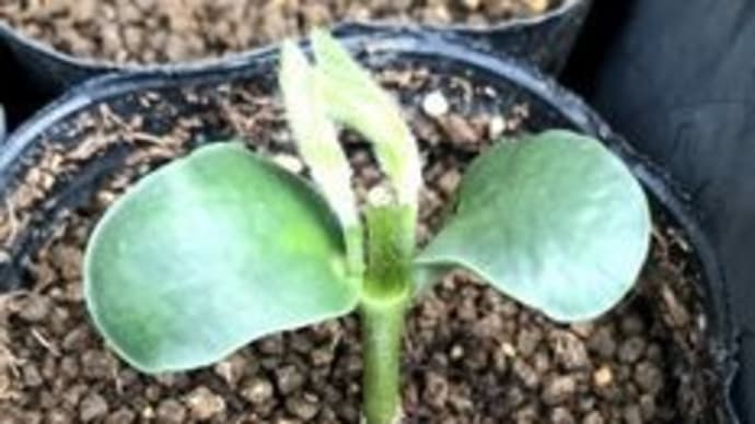 枝豆の摘芯断根栽培第2弾ー初生葉発芽