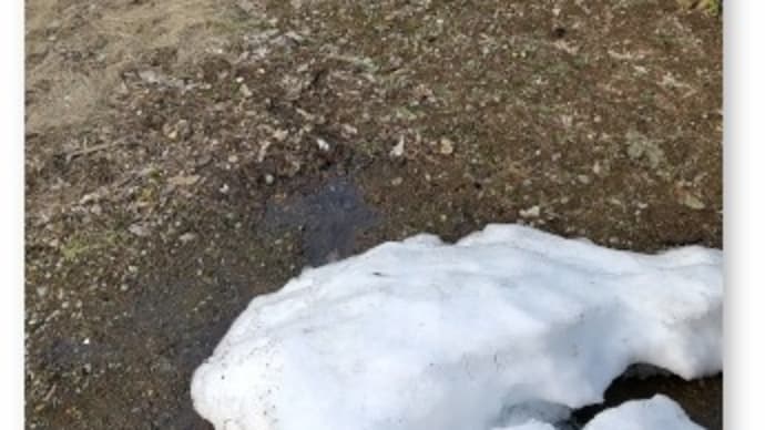 植木等の雪囲いを外した