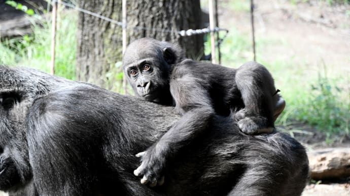 スモモさん しっかりママに捕まっているね