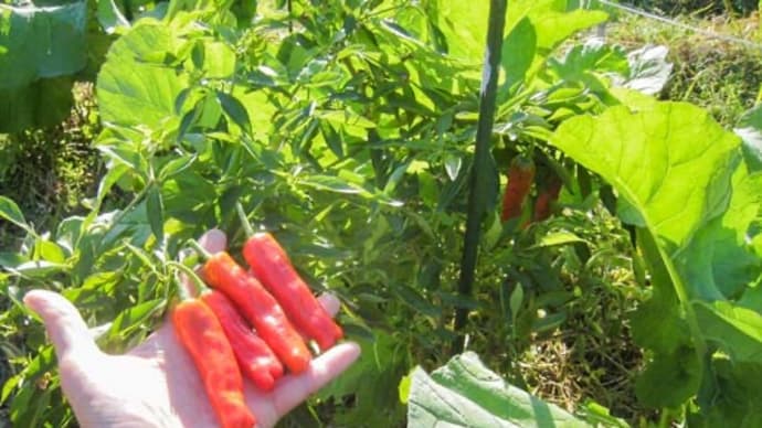 赤いのらぼう菜、緑ののらぼう菜。