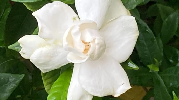 美味しいハーブの寄せ植え