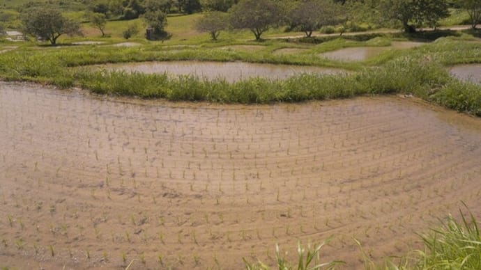 田植え後の棚田