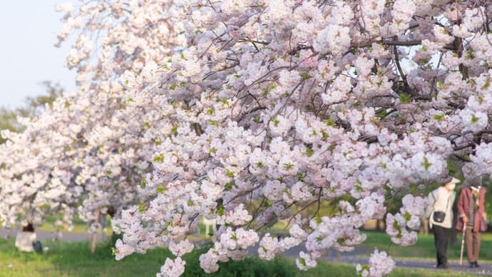 八重桜＊イチヨウの木の下で