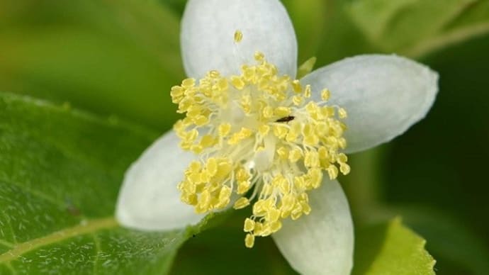 鉢植えの「梅花甘茶」