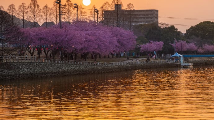 徳島中央公園の蜂須賀桜