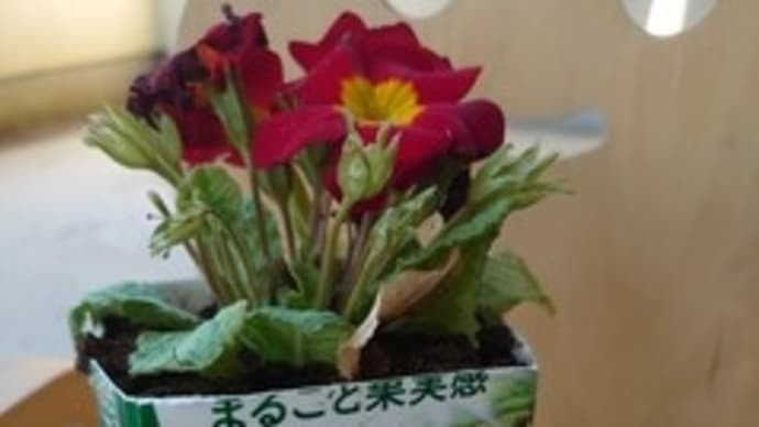 紙パックでプランター 🌼