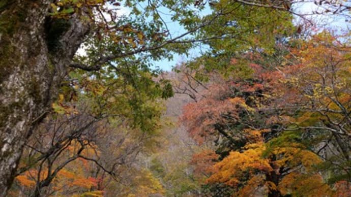 せせらぎ街道の紅葉