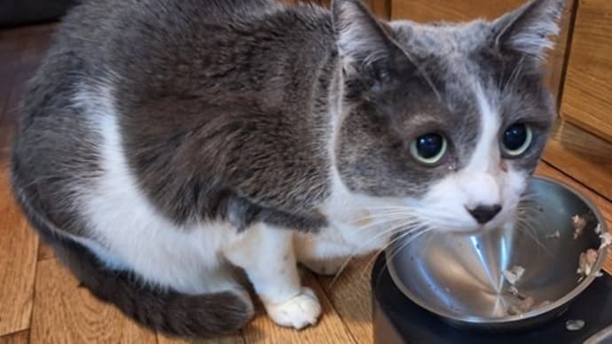 2025 ミィちゃんの月別卓上カレンダー