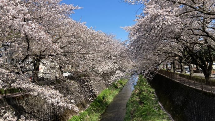 桜のトンネル