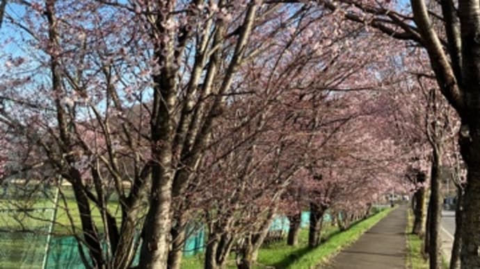 桜が満開