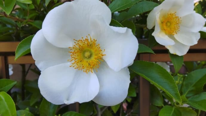 ナニワイバラ:開花