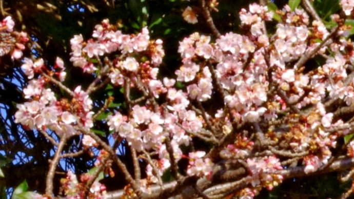 さった峠の薄寒桜