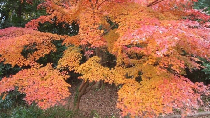泉の森公園の紅葉2020/12/11