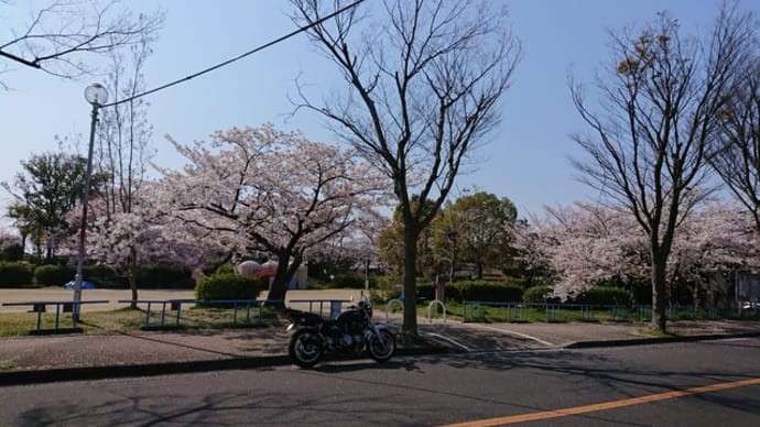キラキラの天気の下
